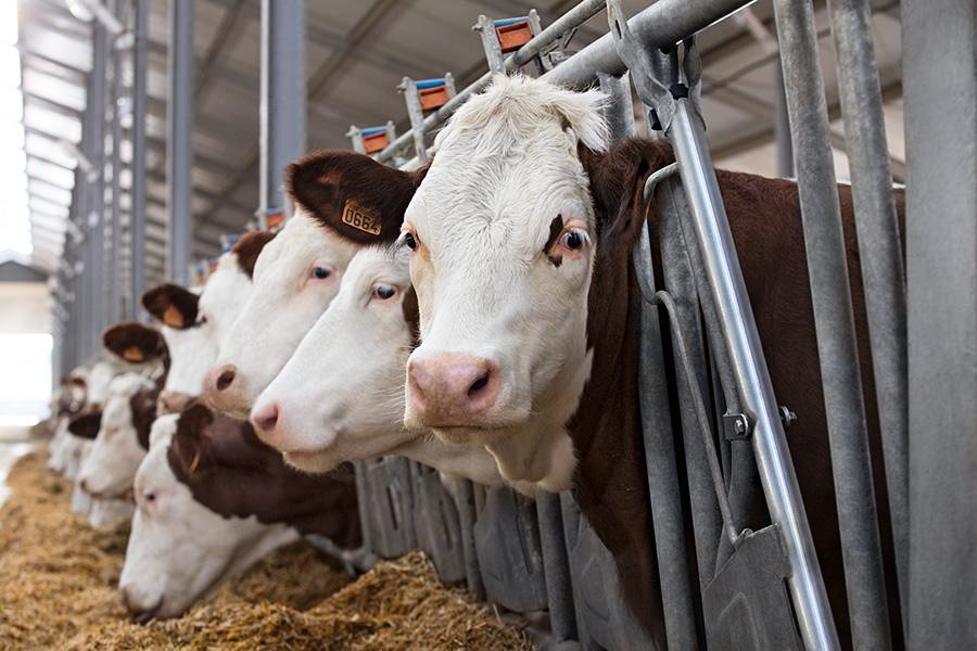 В Волгоградской области с начала 2024 года выросло производство молока